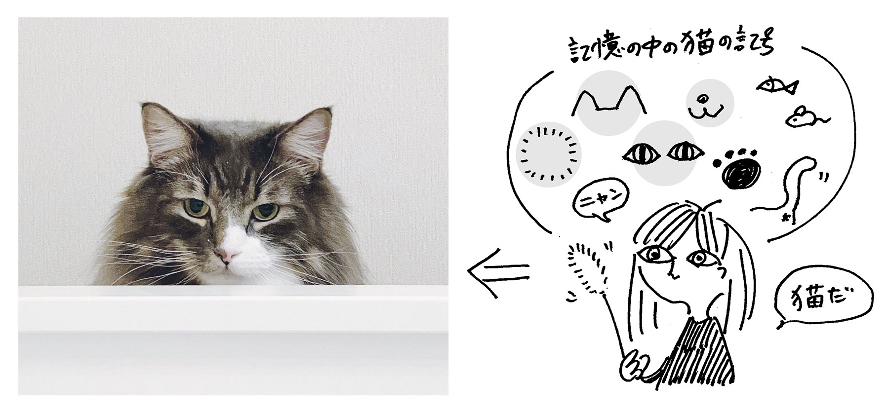 猫を見て記号として解釈している様子
